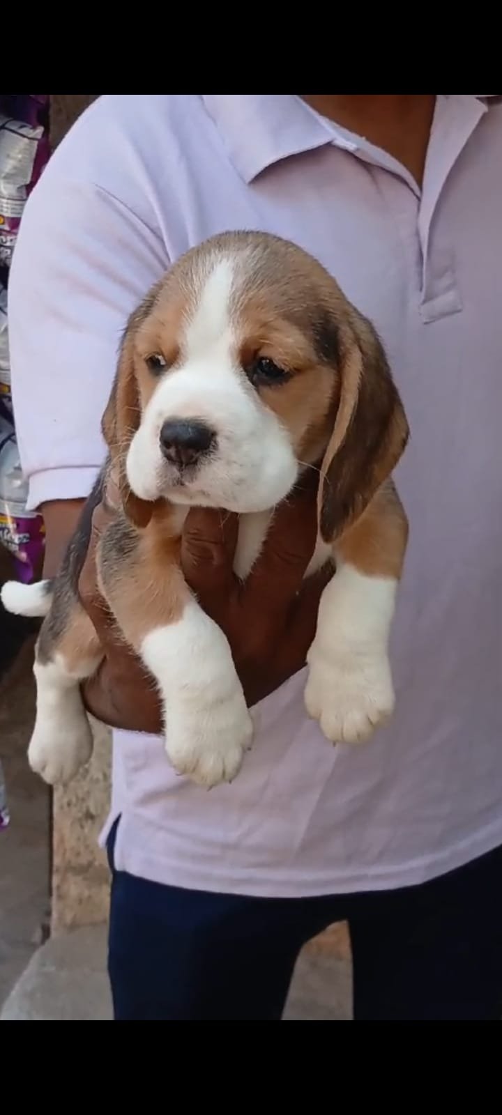Buy Male Beagle Puppy from Vizag